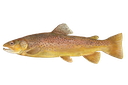 Lake trout