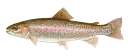 Rainbow trout