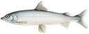 Mountain Whitefish